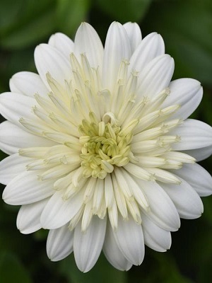 OSTEOSPERMUM 4D White